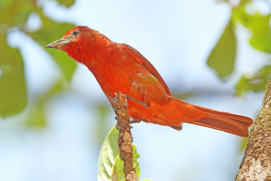 Kuva 34. Värikäs kesätangara (Piranga rubra) on Panamassa yleinen läpimuuttaja ja talvehtija, kuva Aarne Lahti.