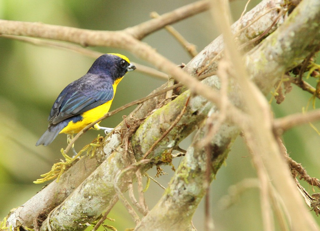 Kuva 22. Taiturimarjukka (Euphonia laniirostris), kuva Aarne Lahti.