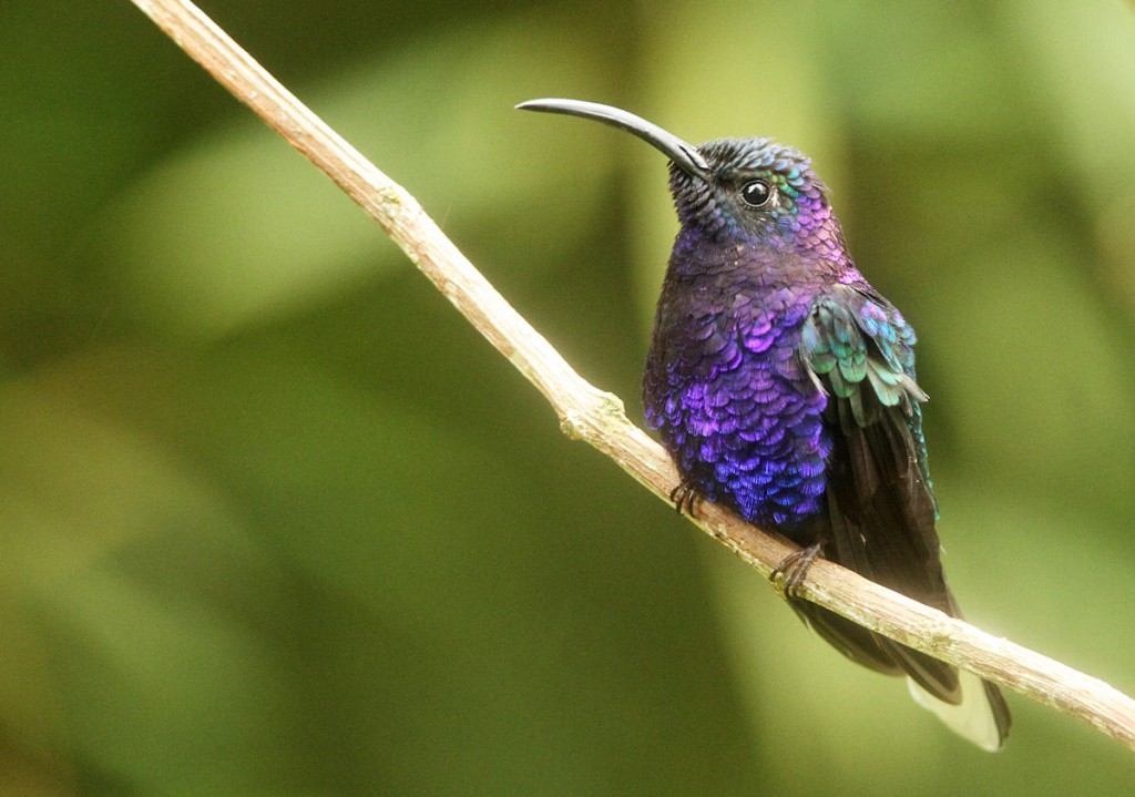 Kuva 17. Violettisapelikolibri (Campylopterus hemileucurus) Cielito Surin kolibriruokinnalla, kuva Aarne Lahti.