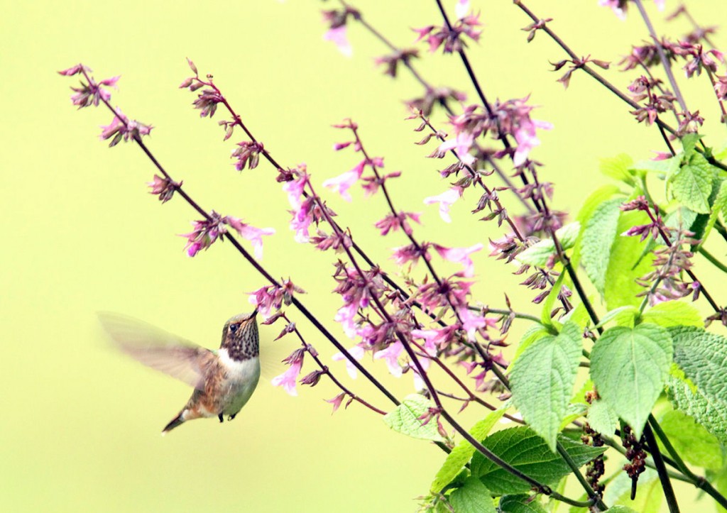 Kuva 13. Ruusukurkkukolibrin (Selasphorus flammula) näemme vain Chiriquin ylängöllä yli 2 km:n korkeudella, kuva Aarne Lahti.