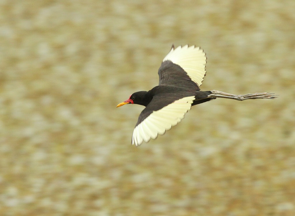 Kuva 23. Kosteikkojen yleinen laji helttajassana (Jacana jacana) lennossa, kuva Aarne Lahti.