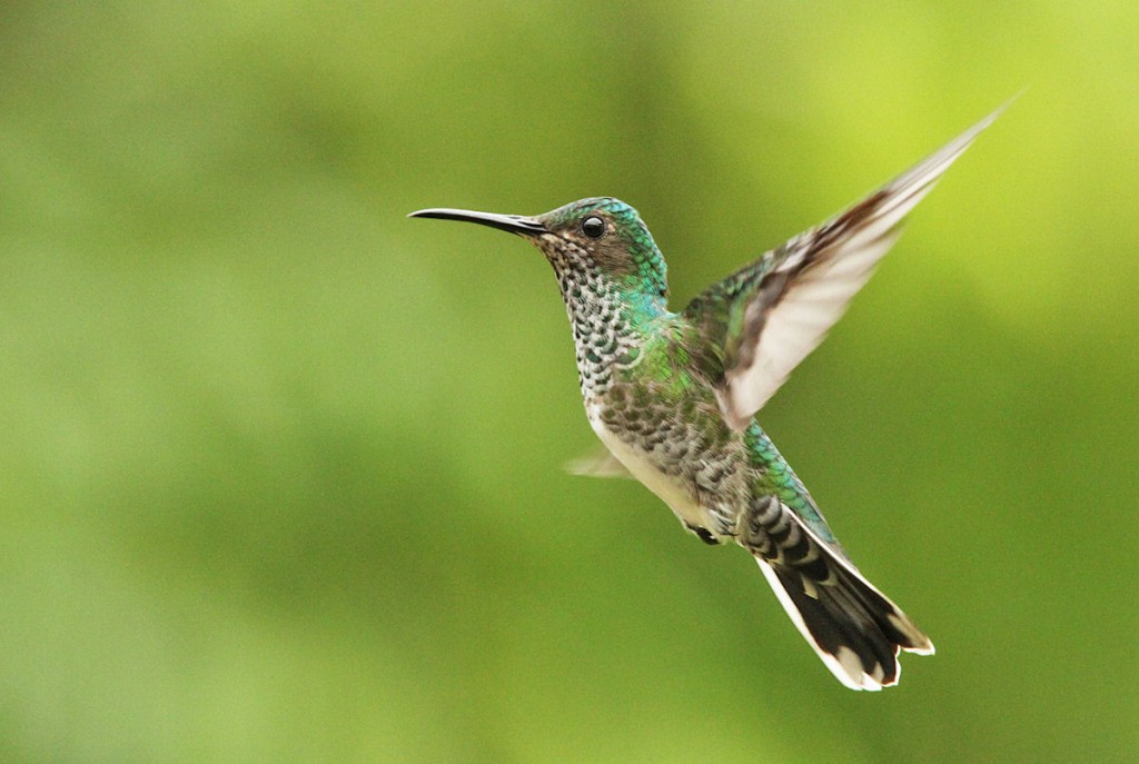 Kuva 11. Siro mesikolibrinaaras (Florisuga mellivora), kuva Aarne Lahti.