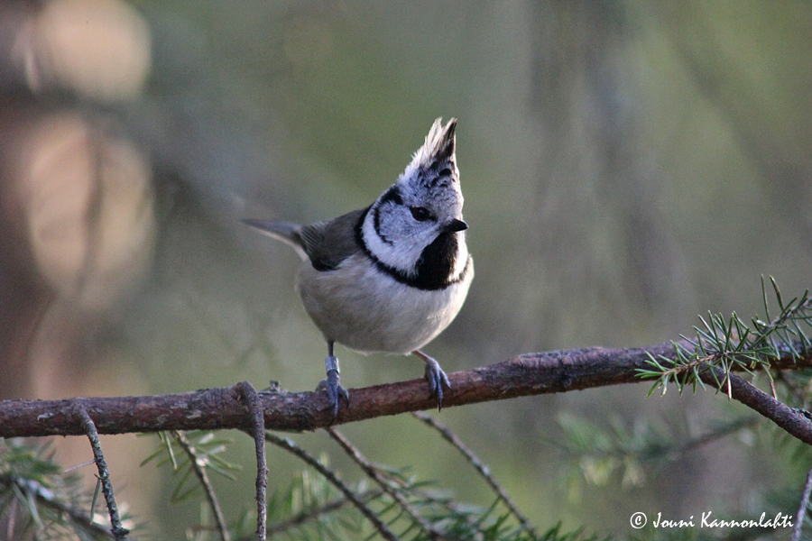 Töyhtötiainen (Parus cristatus) Vaasan saaristossa 9.11.2012 Kuva: Jouni Kannonlahti