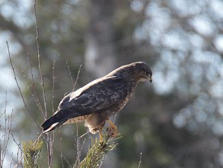 Hiirihaukka 28.3.2016 Vähäkyrö Rajaneva Kuva: Tomas Klemets