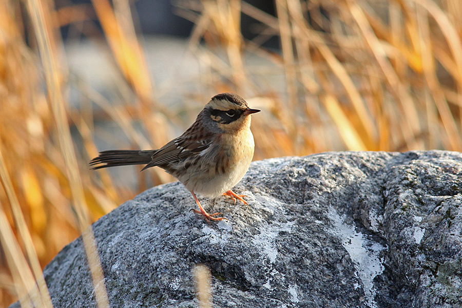 Taigarautiainen (Prunella montanella) 20.10.2016 Mustasaari Västra Norrskär Kuva: Jouni Kannonlahti