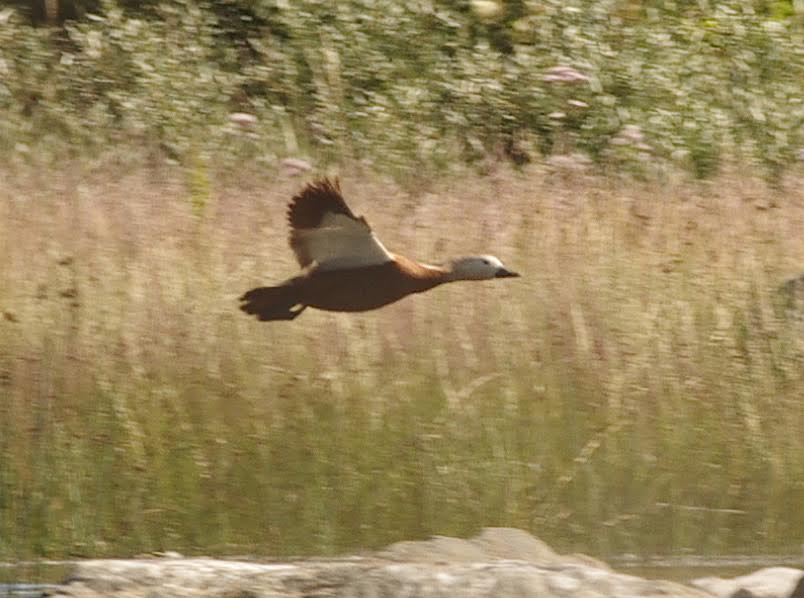 Ruostesorsa 20.7.2016 Mustasaari Björkögrunden Kuva: Bertil Blomqvist 