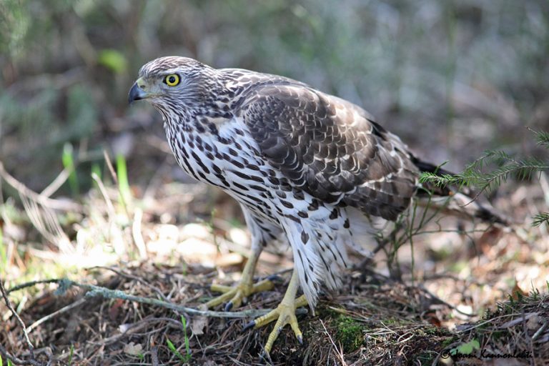 Kanahaukka Accipiter Gentilis Merenkurkun Lintutieteellinen Kanahaukka Accipiter Gentilis Merenkurkun Lintutieteellinen
