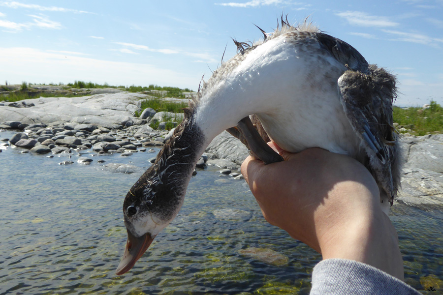 Ristisorsan poikanen 9.7.2016 Mustasaari Kuva: Jouni Kannonlahti