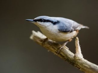 Pähkinänakkeli. Kuva: Tuomo Väänänen