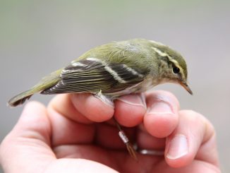 Taigauunilintuja rengastettiin Valassaarilla kolme ja Laihialla yksi. Kuvan lintu on Laihialta. Kuva: Jouni Kannonlahti