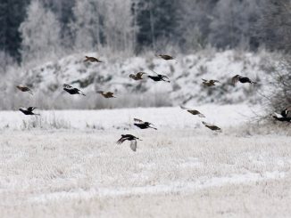 Teeriparvi Laihialla 1.12.2007 Kuva: Jouni Kannonlahti