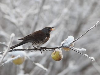 Räkättirastas 6.12.2017 Laihia Peltomaa. Kuva: Jouni Kannonlahti