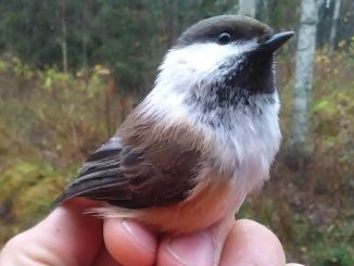 Lapintiainen 17.10.2018 Laihia, Peltomaa. Kuva Jouni Kannonlahti