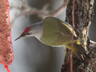 Kuvituskuva: Harmaapäätikka ruokinnalla Laihialla. Kuva: Jouni Kannonlahti