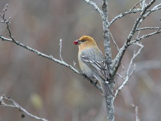 Taviokuurna Mustasaari, Östra Norrskär. Kuva: Jouni Kannonlahti
