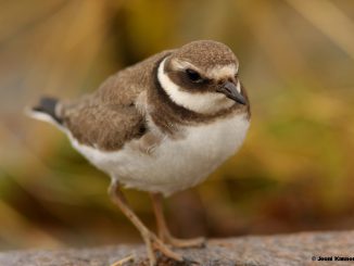 Charadrius hiaticula, tylli