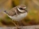 Charadrius hiaticula, tylli
