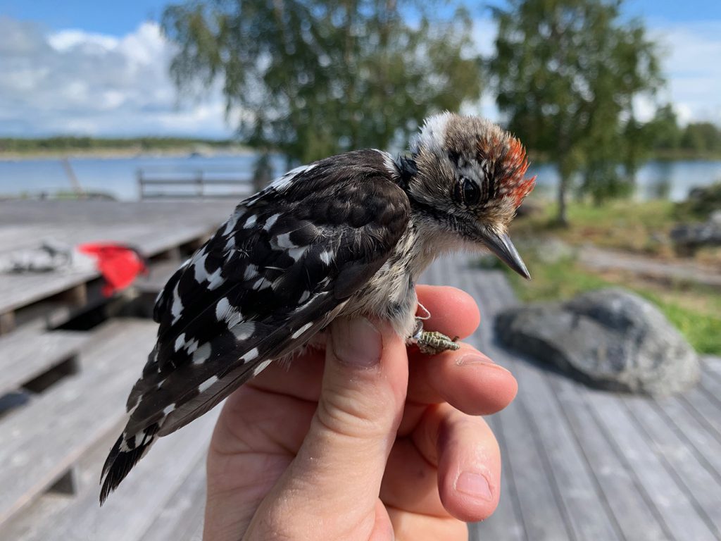 Pikkutikka Mustasaari Korsören. Kuva: Pekka Peura