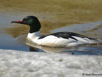 Isokoskelo koiras. Kuva: Jouni Kannonlahti