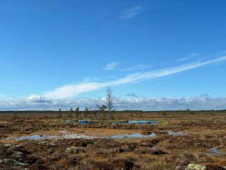 Sanemossen kahlaajakeidas. Kuva: Joel Karvonen