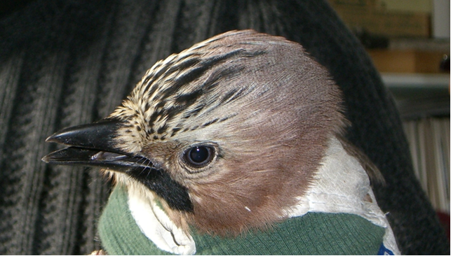 Närhi (Garrulus glandarius) 2010.10. Valassaaret. Kuva: Ari Lähteenpää.