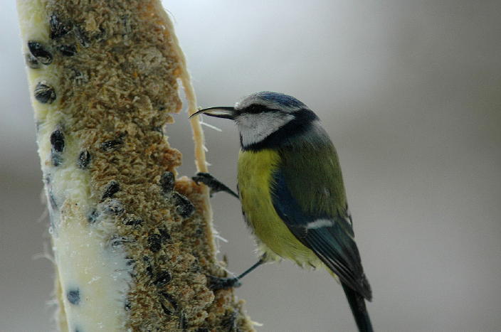 Sinitiainen (Parus caeruleus) 07.03.2007 Vöyri, Mäkipää. Kuva: Tomas Klemets.