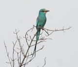 Abessiniansininärhi, Gambia, 01/2007. Kuva: Aarne Lahti.