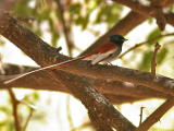 African_paradise_flycatcher