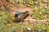 Emberiza_tahapisi