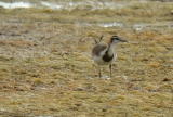 Pheasant-tailedJacana