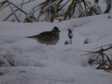 Kangaskiuru (Lullula arborea) 06.12.2004 Vaasa, Suvilahden kaatopaikka. Kuva: Joel Karvonen. Kangaskiuru (Lullula arborea) 06.12.2004 Vaasa, Suvilahden kaatopaikka. Kuva: Joel Karvonen.
