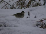 Kangaskiuru (Lullula arborea) 06.12.2004 Vaasa, Suvilahden kaatopaikka. Kuva: Joel Karvonen.