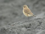 Kivitasku (Oenanthe oenanthe) 18.09.2004 Vaasa, Suvilahden kaatopaikka. Kuva: Joel Karvonen. Kivitasku (Oenanthe oenanthe) 18.09.2004 Vaasa, Suvilahden kaatopaikka. Kuva: Joel Karvonen.