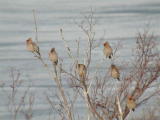 Tilhi (Bombycilla garrulus) 20.04.2003 Mustasaari, Klubbskat. Kuva: Joel Karvonen.