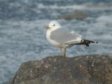 Kalalokki (Larus canus) 21.04.2004 Mustasaari, Raippaluodon salmi. Kuva: Joel Karvonen.
