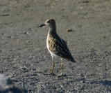 Palsasirri (Calidris melanotos) 17.09.2006 Mustasaari, Sommar&ouml;sundin lietteet 1-kv. Kuva: Jouni Kannonlahti.