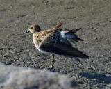 Palsasirri (Calidris melanotos) 17.09.2006 Mustasaari, Sommar&ouml;sundin lietteet 1-kv. Kuva: Jouni Kannonlahti.