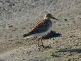 Palsasirri (Calidris melanotos) 17.09.2006 Mustasaari, Sommar&ouml;sundin lietteet 1-kv. Kuva: Jouni Kannonlahti.