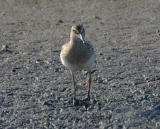 Palsasirri (Calidris melanotos) 17.09.2006 Mustasaari, Sommar&ouml;sundin lietteet 1-kv. Kuva: Jouni Kannonlahti.