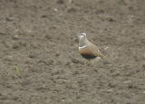 Ker&auml;kurmitsa (Charadrius morinellus) 30.05.2006 Vaasa, S&ouml;derfj&auml;rden. Kuva: Ari Veijalainen.