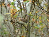 Pikkusieppo (Ficedula parva) 26.09.2006 Mustasaari, Östra Norrskär. Kuva: Aarne Lahti.