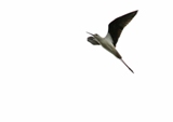 Pitk&auml;jalka (Himantopus himantopus) 20.06.2011 Maalahti, G&aring;l&ouml;ren. Kuva: Aarne Lahti.
