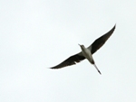 Pitk&auml;jalka (Himantopus himantopus) 20.06.2011 Maalahti, G&aring;l&ouml;ren. Kuva: Aarne Lahti.