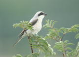 Mustaotsalepinkäinen (Lanius minor) 09.08.2006 Vaasa, Söderfjärden. Kuva: Aarne Lahti.