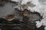 J&auml;nk&auml;kurppa (Lymnocryptes minimus) 20.01.2010 Vaasa, Huutoniemi. Kuva: Aarne Lahti.