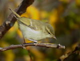 Idänuunilintu blumbeitarsus-rotu eli burjatianuunilintu (Phylloscopus trochiloides plumbeitarsus) 03.10.2002, Mustasaari, Östra Norrskär. Kuva: Sami Tuomela.