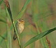 Ruokokerttunen (Acrocephalus scoenobaenus) 20.07.2007 Vaasa, Öskatan. Kuva: Aarne Lahti.