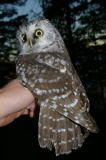Helmip&ouml;ll&ouml; (Aegolius funereus) 1-kv., Vaasa, Domarsk&auml;r 05.10.2005. Kuva: Jouni Kannonlahti.