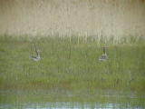 Merihanhi (Anser anser) 01.06.2003 Mustasaari, Raippaluoto. Kuva: Joel Karvonen. Merihanhi (Anser anser) 01.06.2003 Mustasaari, Raippaluoto. Kuva: Joel Karvonen.