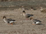 Lyhytnokkahanhi (Anser brachyrhynchus) metsähanhien (Anser fabalis) ja merihanhien (Anser anser) seurassa 05.04.2007 Vaasa, Söderfjärden. Kuva: Aarne Lahti.